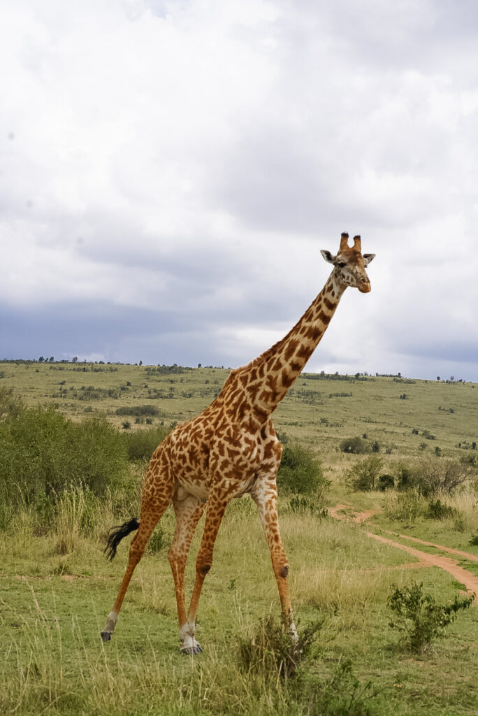kenya safari