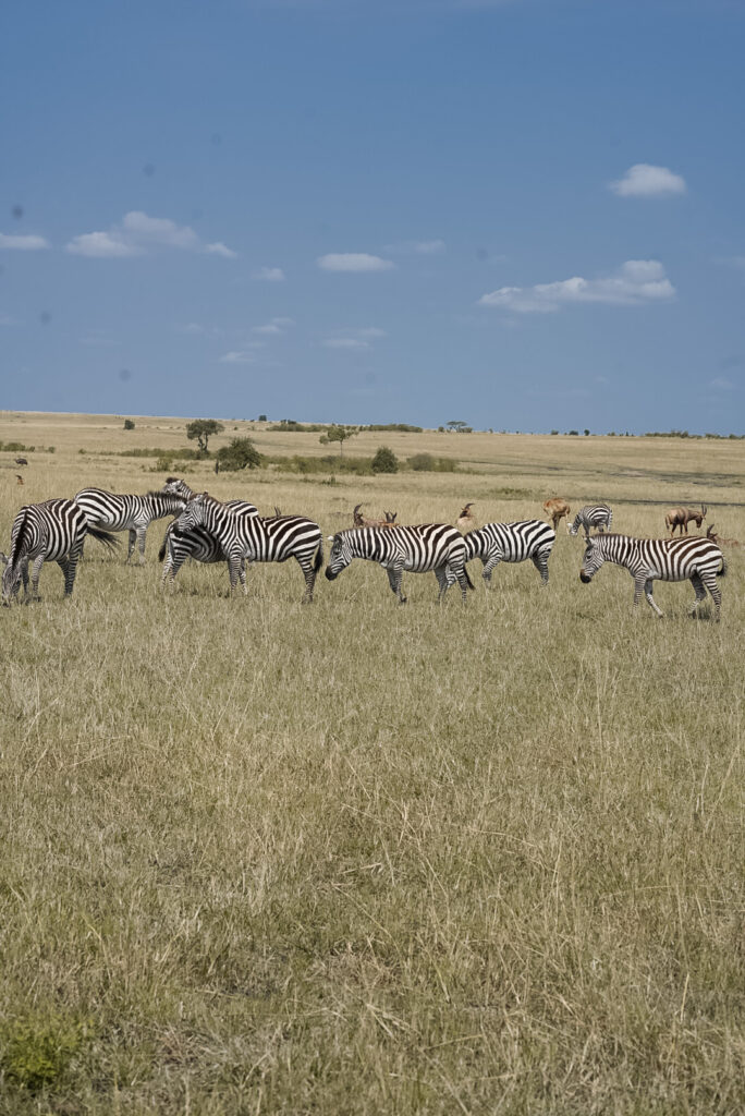 kenya safari maasai mara
