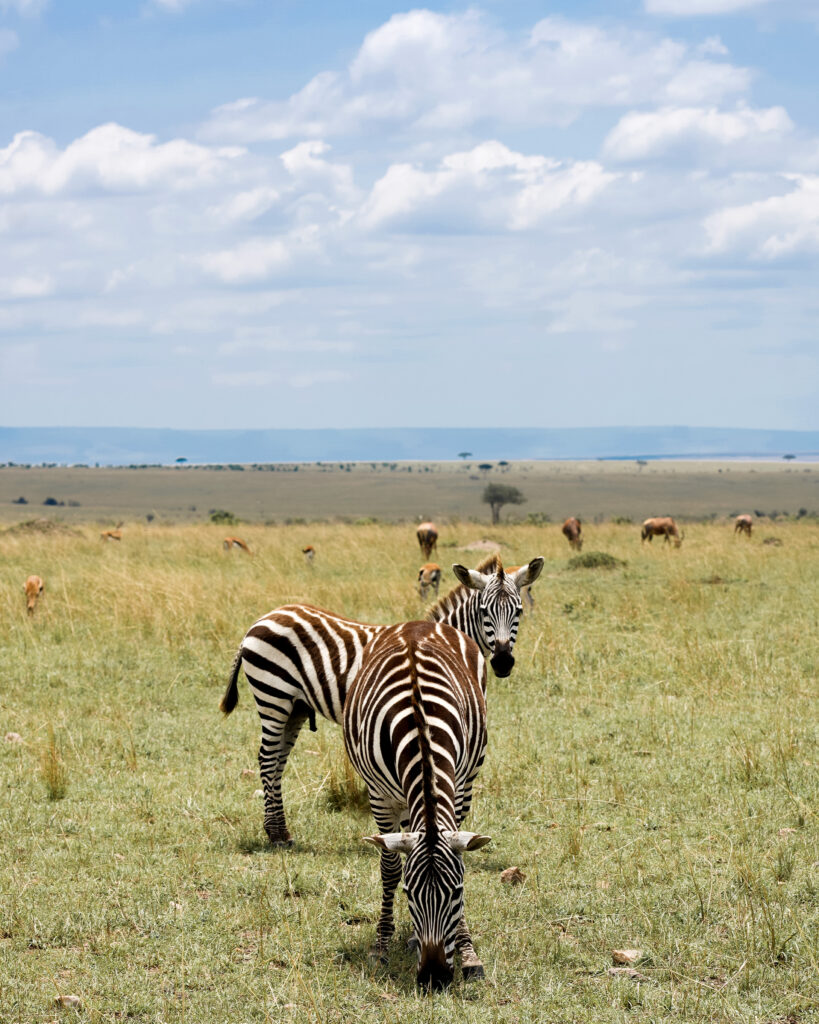 kenya safari travel