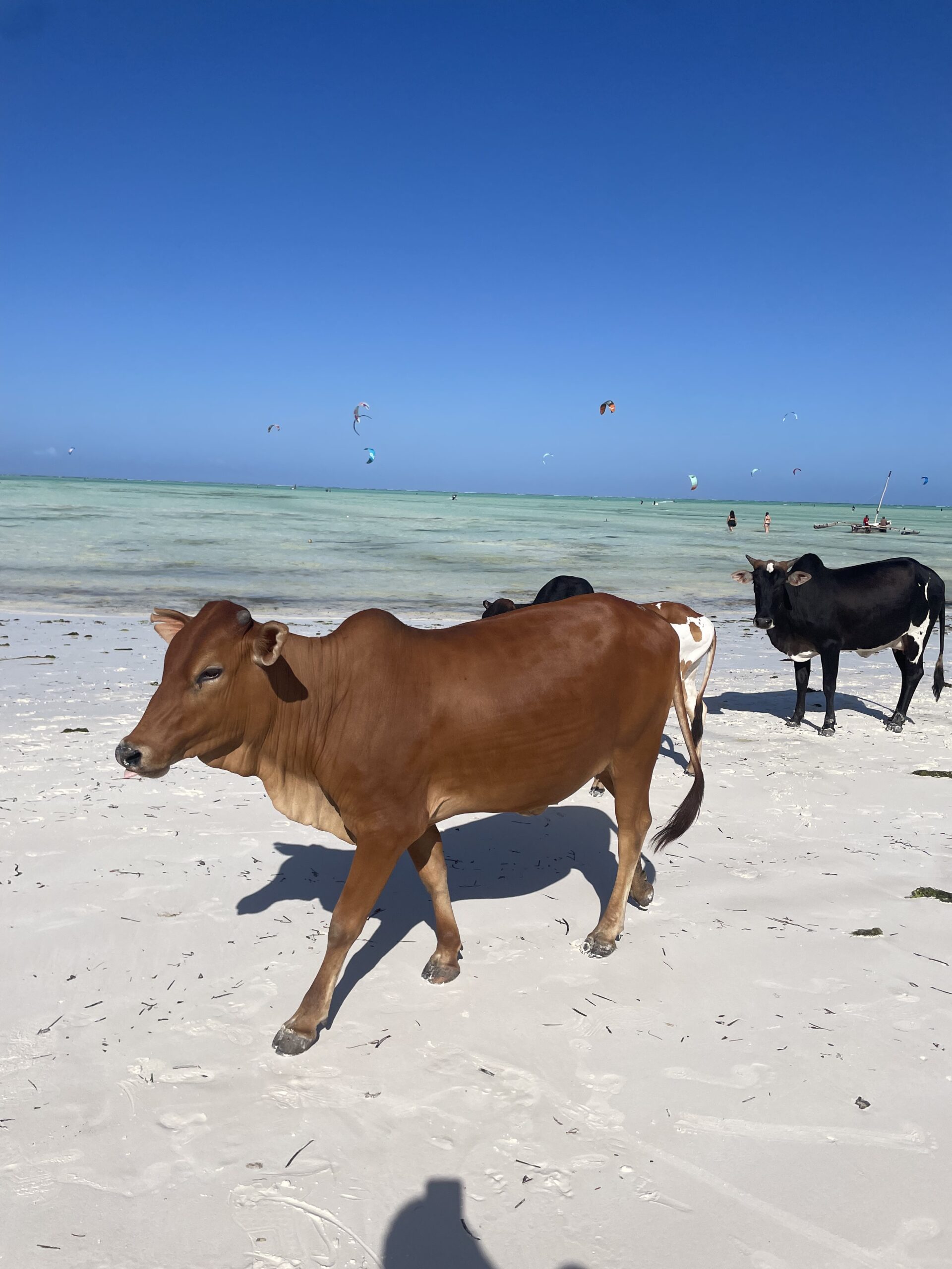 paje zanzibar beach